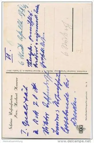 Rosen - Sorte Pres. Herbert Hoover - Naturfarbenfotografie gedruckt - Verlag Dresdner Farbenfotografische Werkstätte
