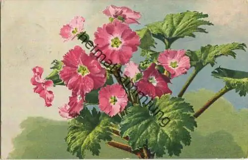 Pelargonien - Künstler-Ansichtskarte