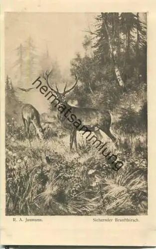 Jagd - R. A. Jaumann - Sichernder Brunfthirsch - Künstleransichtskarte ca. 1900