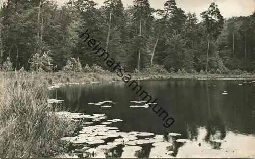 Neuglobsow - Partie am Teufelssee - Foto-AK 60er Jahre - Verlag PGH Rotophot Bestensee