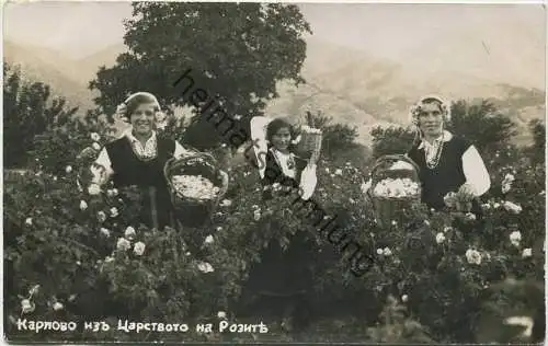Bulgarien - Rosenblätter-Pflückerinnen - Foto-AK