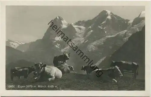 Eiger - Mönch - Kühe - Foto-AK - Wehrliverlag Kilchberg