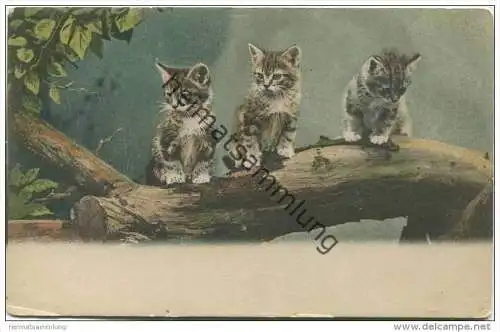 Katzen auf einem Baumstamm ca. 1900 - HSM 8047