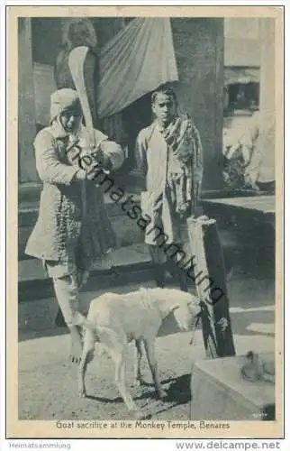Goat sacrifice at the Monkey Temple - Ziegen Opfer - Benares