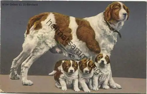 Chiens du St. Bernhard - Bernhardiner - Verlag Phototypie Co Neuchatel gel. 1930