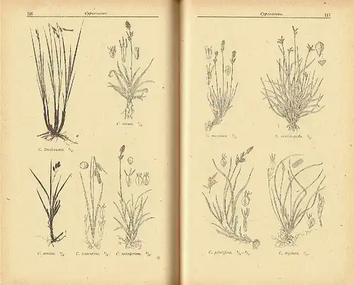 Herbert Weymar: Buch der Gräser
 Zusammengestellt für die botanischen Exkursionen an der Volkshochschule Dresden. 