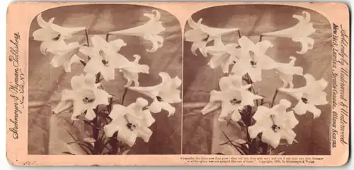 Stereo-Fotografie Strohmeyer & Wyman, New York, Lilien