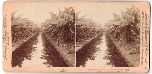 Stereo-Fotografie Strohmeyer & Wyman, New York, Ansicht Hawaii, Bananen Plantage auf Hawaii