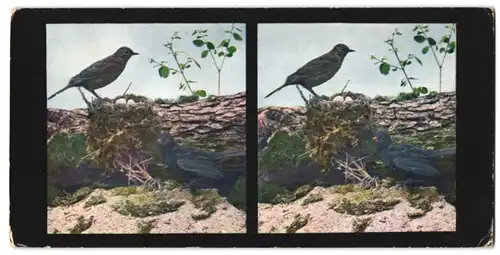 Stereo-Fotografie D.R.G.M., Chromoplast-Bild, Amselpaar am frischen Gelege, Turdus merula