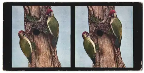 Stereo-Fotografie D.R.G.M., Chromoplast-Bild, Grünspechte am Eichenstamm mit Nisthöhle, Picus viridis