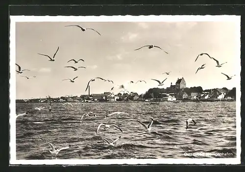 AK Heiligenhafen, Möwen fliegen zum Hafen