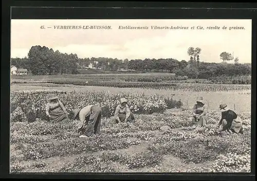 AK Verrieres-le-Buisson, Etablissements Vilmorin-Andrieux et Cie, rècolle de graines, Parfümeur