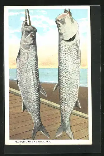 AK Pass a Grille, Gefangene Tarpons