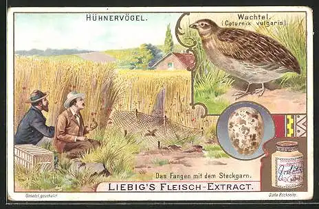 Sammelbild Liebig, Liebig`s Fleisch-Extract, Hühnervögel, Wachtel, Coturnix vulgaris, Das Fangen mit dem Steckgarn