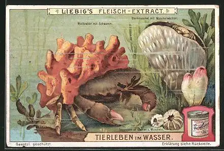 Sammelbild Liebig, Tierleben im Wasser, Wollkrabbe mit Schwamm, Steckmuschel