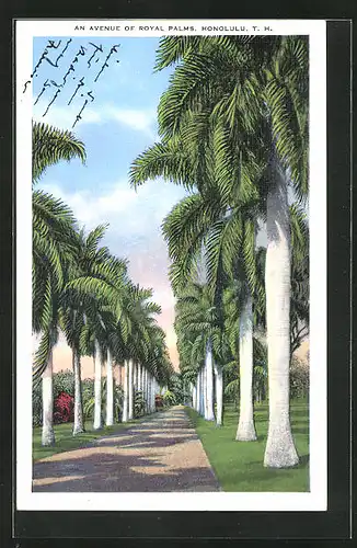 AK Honolulu, HI, an Avenue of Royal Palms