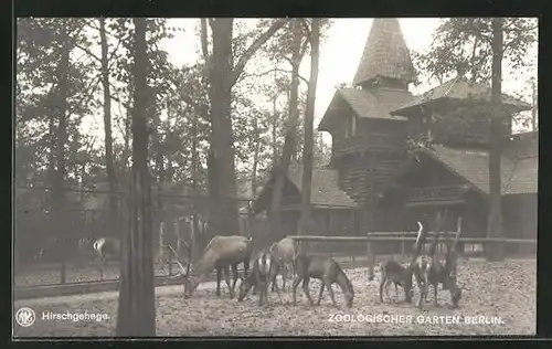 AK Berlin, Zoologischer Garten, Hirschgehege