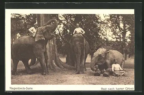 AK Hagenbeck, Elefanten nach harter Arbeit