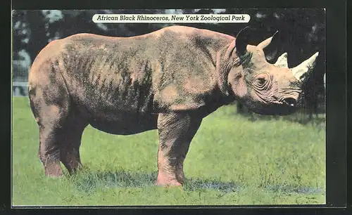 AK New York, Zoological Park, African Black Rhinoceros, ein Nashorn auf der Wiese