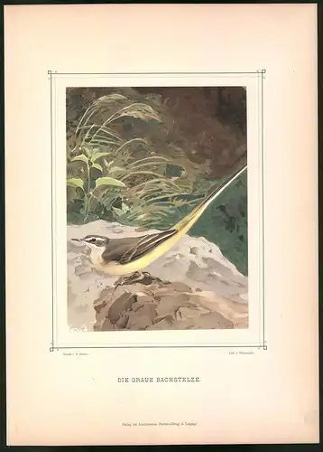 Lithographie Die Graue Bachstelze, montierte Farblithographie aus Gefiederte Freunde von Leo Paul Robert 1880, 28 x 39cm