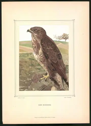 Lithographie Der Bussard, montierte Farblithographie aus Gefiederte Freunde von Leo Paul Robert 1880, 28 x 39cm