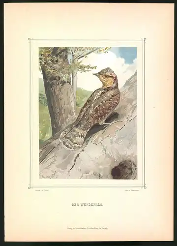 Lithographie Der Wendehals, montierte Farblithographie aus Gefiederte Freunde von Leo Paul Robert 1880, 28 x 39cm