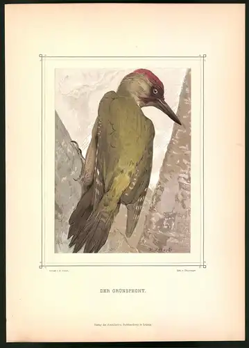 Lithographie Der Grünspecht, montierte Farblithographie aus Gefiederte Freunde von Leo Paul Robert 1880, 28 x 39cm