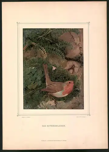 Lithographie Das Rothkehlchen, montierte Farblithographie aus Gefiederte Freunde von Leo Paul Robert 1880, 28 x 39cm