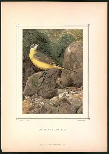 Lithographie Die Gelbe Bachstelze, montierte Farblithographie aus Gefiederte Freunde von Leo Paul Robert 1880, 28 x 39cm