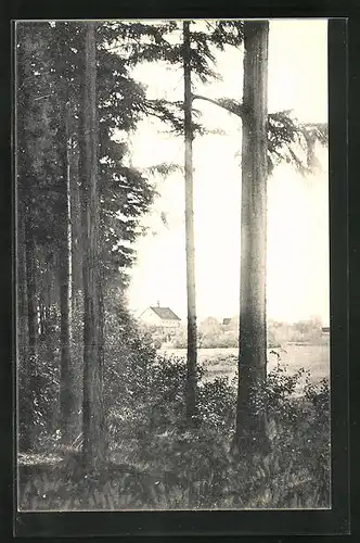 AK Freiberg i. Sa., Wald-Café mit Bäumen