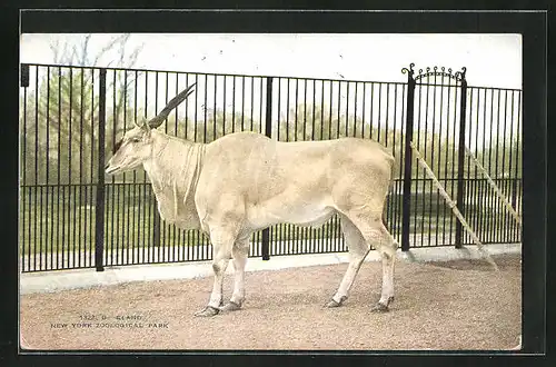 AK New York, N. Y., Zoological Park, Eland