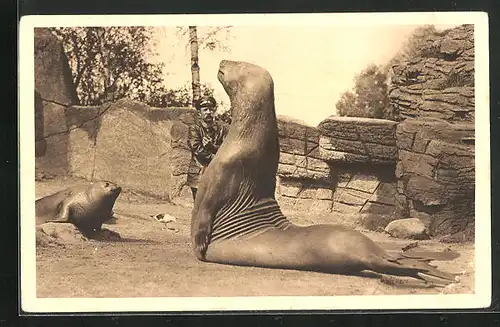 AK Hamburg-Stellingen, Carl Hagenbeck`s Tierpark, Riesen-See-Elefant Goliath