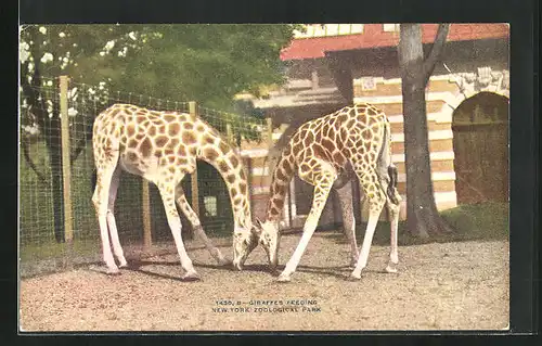 AK New York, Giraffen im Zoo