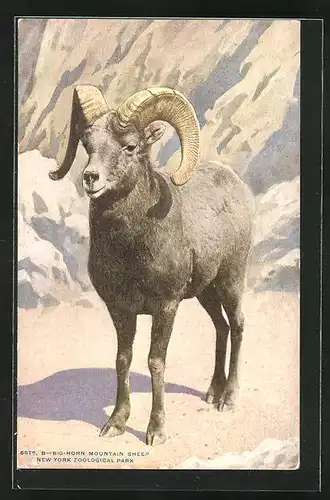 AK Big-Horn Mountain Sheep at New York Zoological Park