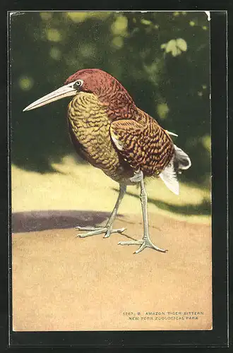 AK Amazon Tiger Bittern at New York Zoological Park