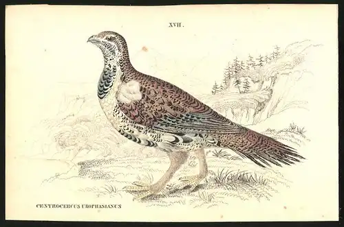 Stahlstich Das Huhn der Ebenen, altkoloriert, aus Cabinet des Thierreiches v. Sir William Jardine, III. Ornithologie