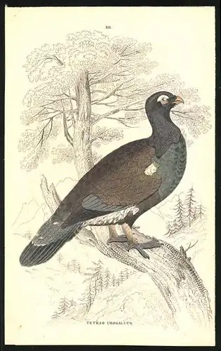 Stahlstich Der Auerhahn, altkoloriert, aus Cabinet des Thierreiches v. Sir William Jardine, III. Ornithologie, 11 x 17cm