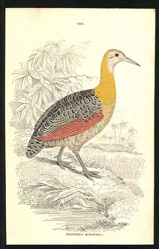 Stahlstich Der Guapu, altkoloriert, aus Cabinet des Thierreiches v. Sir William Jardine, III. Ornithologie, 11 x 17cm