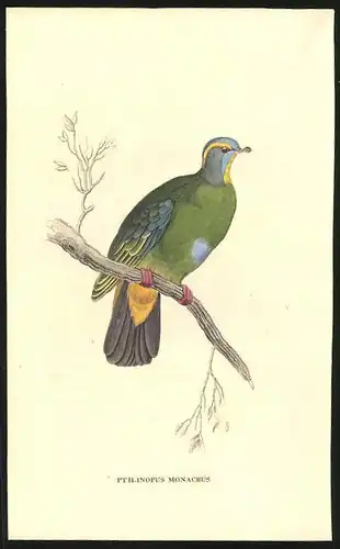 Stahlstich Mönch-Taube, altkoloriert, aus Cabinet des Thierreiches v. Sir William Jardine, VII. Ornithologie, 11 x 17cm