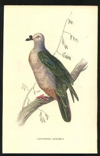 Stahlstich Ueberseeische Taube, altkoloriert, aus Cabinet des Thierreiches v. Sir William Jardine, VII. Ornithologie