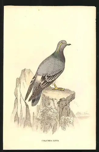 Stahlstich Felsen-Taube, altkoloriert, aus Cabinet des Thierreiches v. Sir William Jardine, VII. Ornithologie, 11 x 17cm