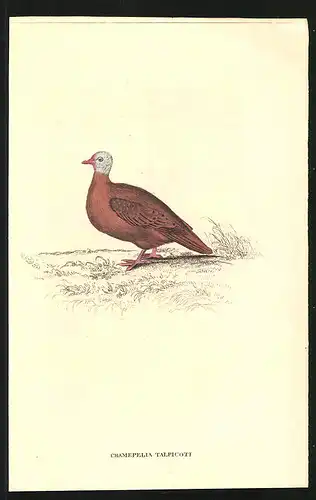 Stahlstich Rotfarbige Taube, altkoloriert, aus Cabinet des Thierreiches v. Sir William Jardine, VII. Ornithologie