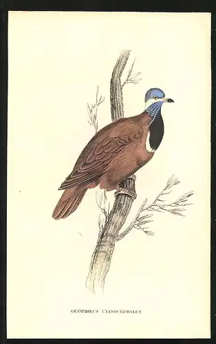 Stahlstich Blauköpfige Taube, altkoloriert, aus Cabinet des Thierreiches v. Sir William Jardine, VII. Ornithologie