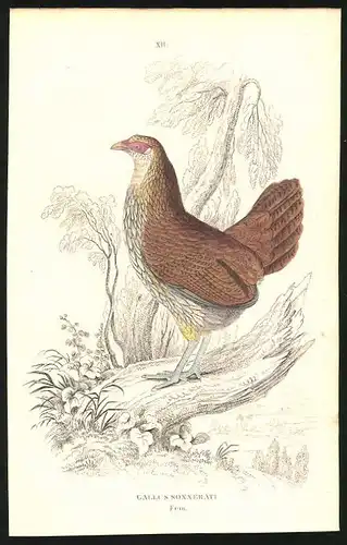 Stahlstich Gallus sonnerati, altkoloriert, aus Cabinet des Thierreiches v. Sir William Jardine, I. Ornithologie