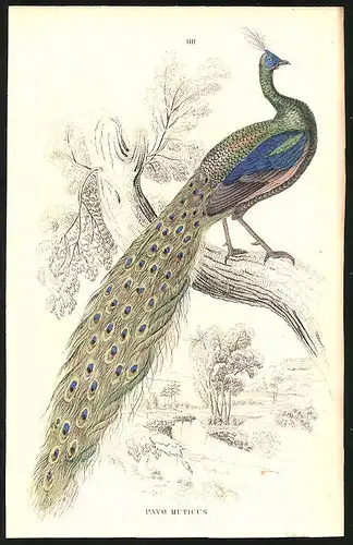 Stahlstich Pavo muticus, altkoloriert, aus Cabinet des Thierreiches v. Sir William Jardine, I. Ornithologie, 11 x 17cm