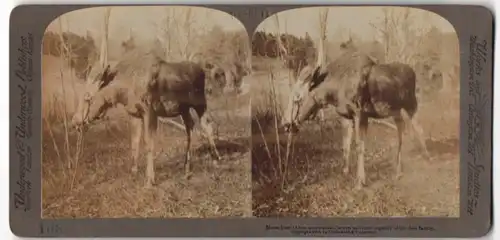 Stereo-Fotografie Underwood & Underwood, New York, Elch in der Wildnis