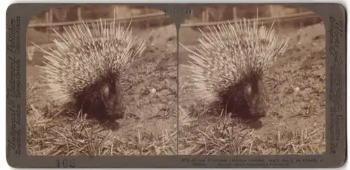 Stereo-Fotografie Underwood & Underwood, New York, afrikanisches Stachelschwein