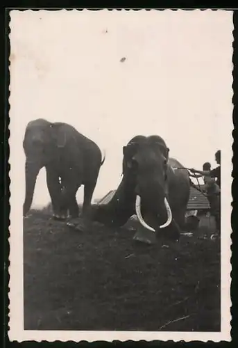 Fotografie Elefant, Elefantenbulle mit grossen Stosszähnen wird gewaschen