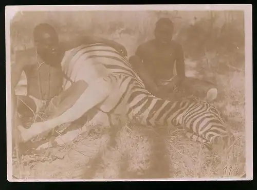 Fotografie E. Just, Tsumeb / DSWA - Namibia, Afrikanische Eingeborene Ovambo Jäger haben ein Zebra erlegt