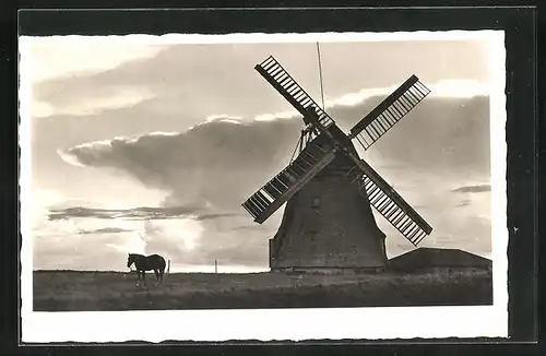 AK Amrum, Windmühle mit Pferd am Abend